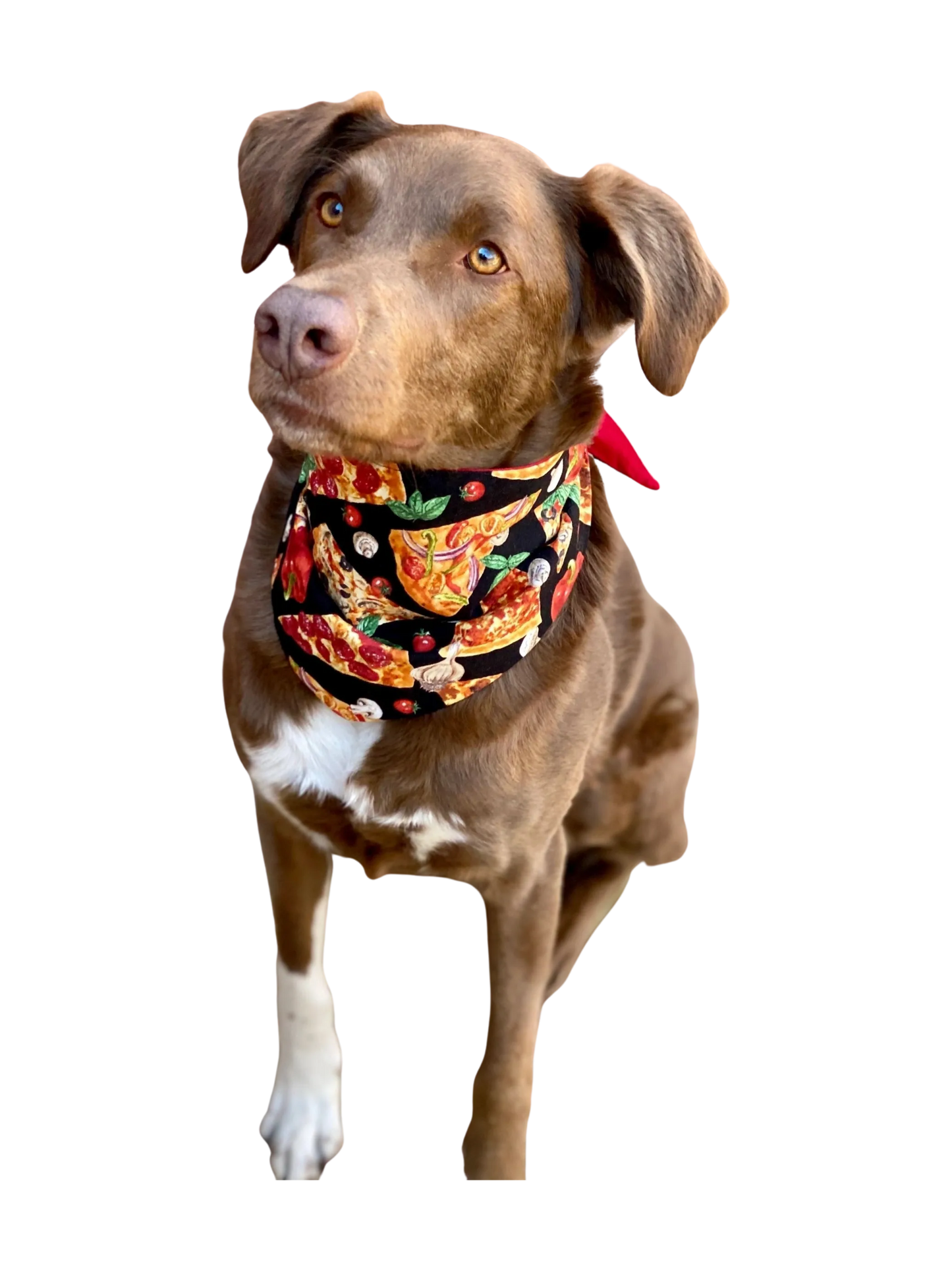 Say Cheese, Pizza! Handmade Pet Bandana Large